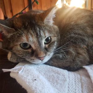 Meet your Posher, Bessie